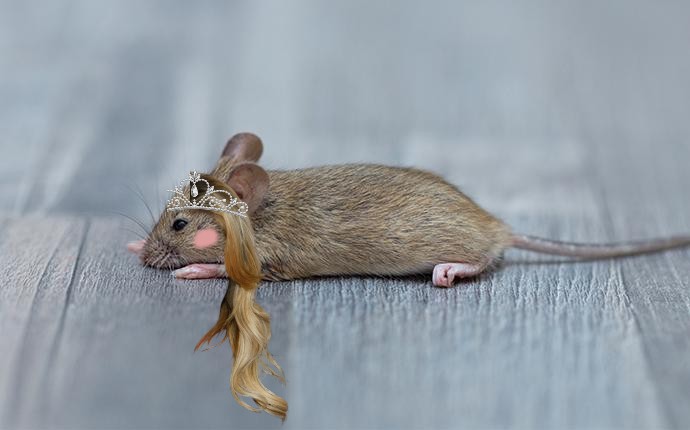 Of mice and them